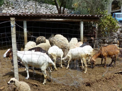 Nije lako voditi brigu o velikom broju životinja