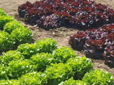 Dan salata Bejo Zaden