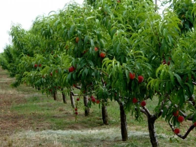 Voćnjak