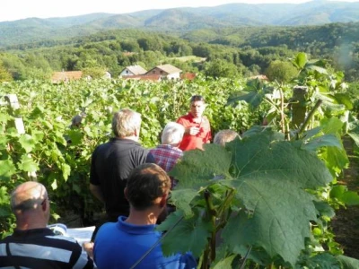 Vinograd