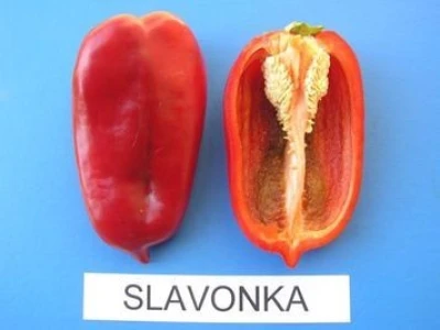 Proizvođačima agronomi pomažu u borbi protiv biljnih bolesti