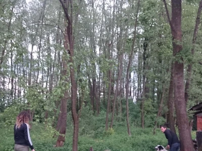 U šumi će uzgajati crne slavonske svinje