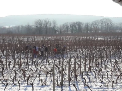Vinograd Mladena Papka