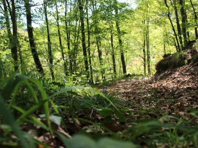 Papuk, Rupnica i 2 hrasta