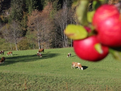 Pašnjaci i šume farme Bauernhof Leitner iznad 1000m/nv