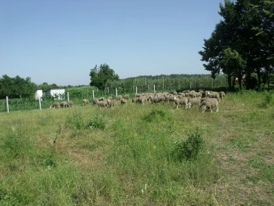 Pašnjaci - Leto