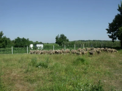 Pašnjaci - Leto