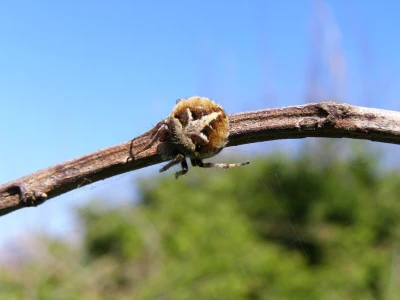 Pauci u Istri - crna udovica