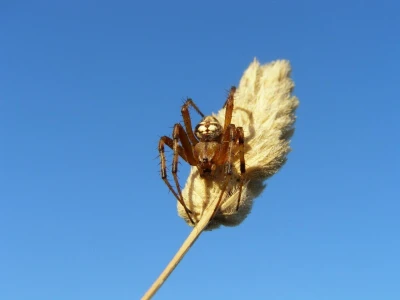 Pauci u Istri - crna udovica