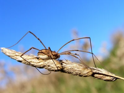 Pauci u Istri - crna udovica