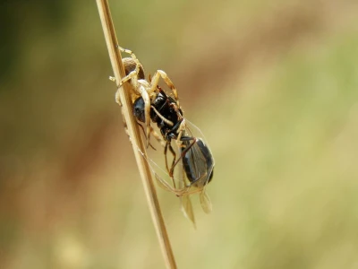 Pauci u Istri - crna udovica
