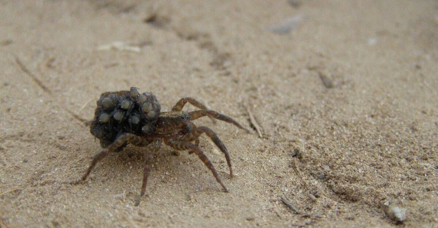tarantula pauci