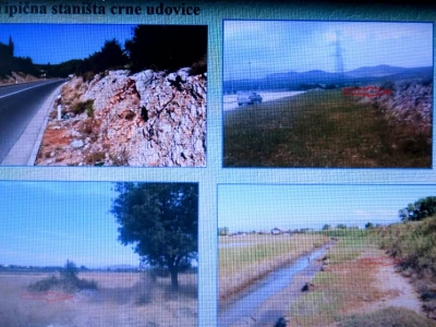 Pauci u Istri - crna udovica