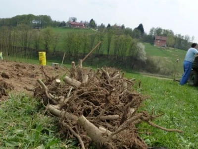 Jednogodišnji korijen paulovnije
