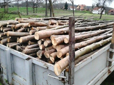 Najbrže rastuće drvo