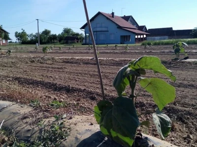 OPG Kruno Pavlović