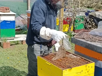 Pčelar Damir Sertić