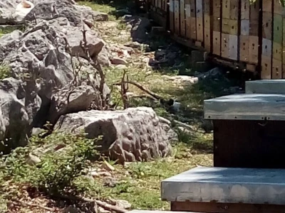 Pčelarstvo Kos
