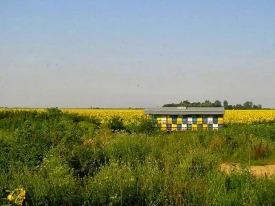 Pčele na suncokretu