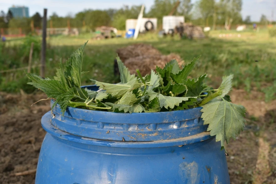 kopriva