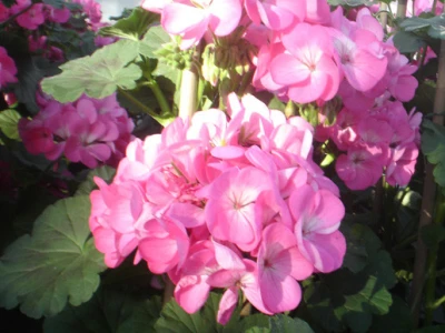 Pelargonia