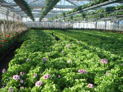 Pelargonije