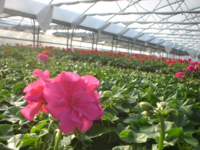 Pelargonije