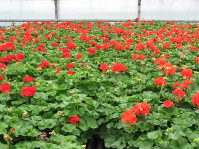 Pelargonije (Muškatli)