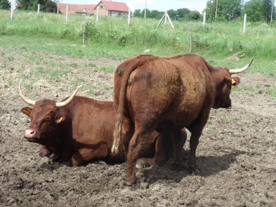 Perčec