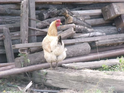 Perčec