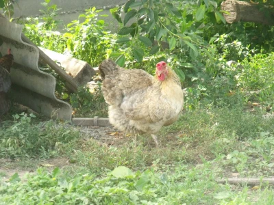 Perčec