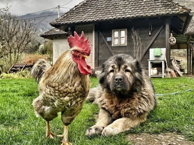 Pet savjeta za ruralnu fotografiju koja priča priču