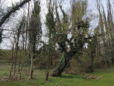 Petar Mustapić "ubojica" bršljana