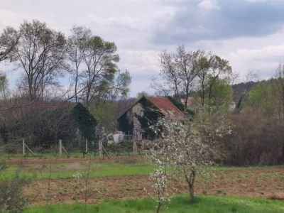 Petar Mustapić "ubojica" bršljana