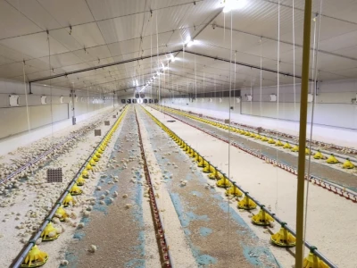 Petrinja Chicken Company