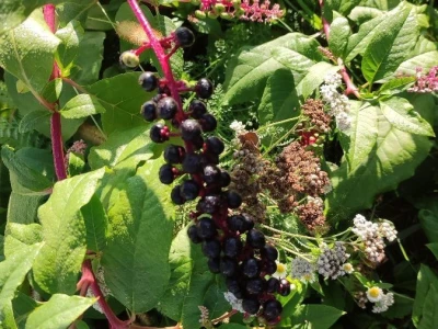 Phytolacca americana L.