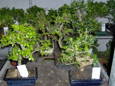 Bonsai