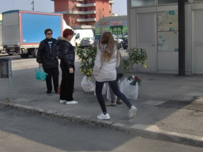 Stabla limuna su lijepa, ali i teška