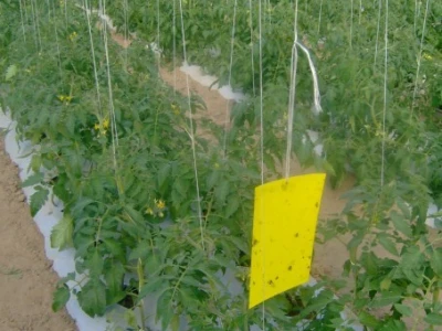 Žute ljepljive trake za koje se lijepe insekti