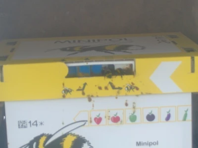 Bumbari su bolji oprašivači od pčela