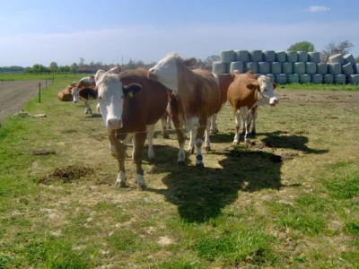Sunčan dan izvan staje