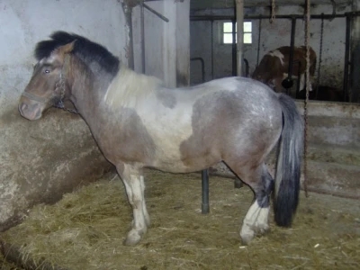U staji živi i poni Alenove sestre Senke