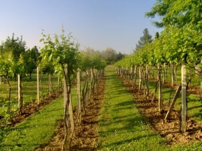 Vinograd i okoliš moraju biti uredni