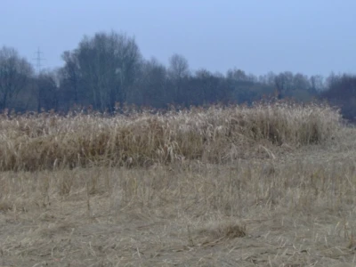 Parcela sirka