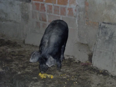 Uživanje u večeri