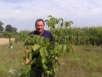 Dudaši se nadaju da mrazevi više neće uništavati biljke