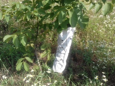 Plastične ovojnice za zaštitu od divljači