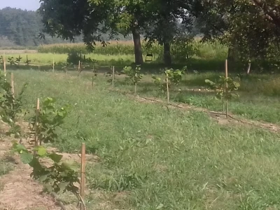 I mlade ljeske nisu žedne
