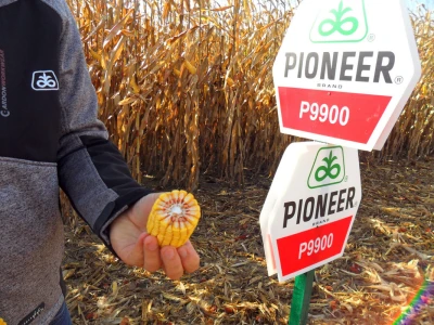 Pioneer sorte kukuruza