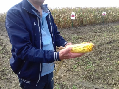 Pioneer kukuruz